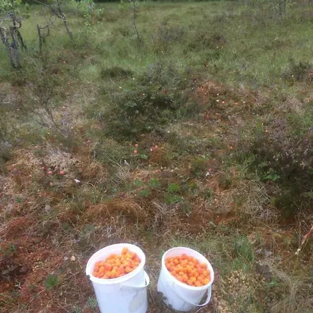 Tjonnas Farm Sauland