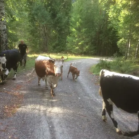 Lantgård Tjonnas Farm