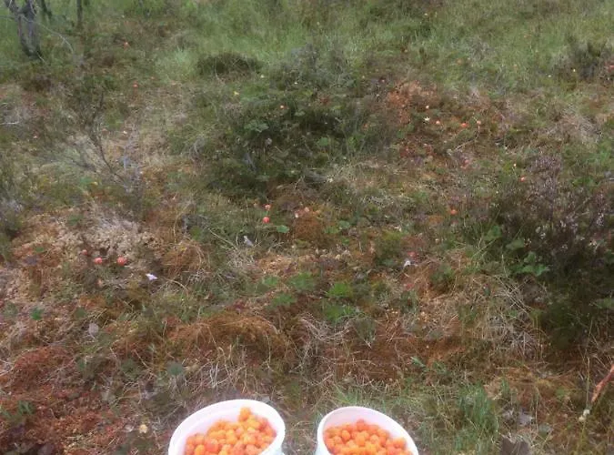 Tjonnas Farm Sauland